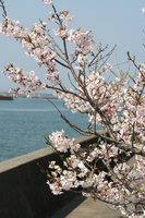 堤防沿いに桜