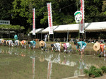 猿田彦神社御田祭