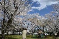 DSC_2448̃Rs[.JPG