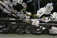 DSC_2458̃Rs[.JPG