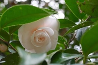 DSC_2557̃Rs[.JPG